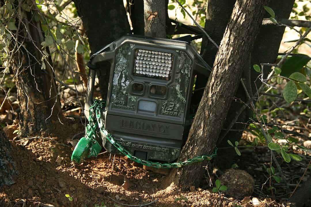 Camouflaged trail camera secured to tree trunks with green chain lock, surrounded by dry soil and forest vegetation