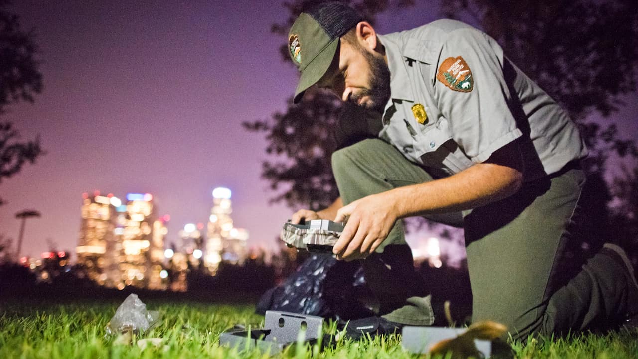 Biologist in park uniform setting up a remote camera at night with a city skyline in the background