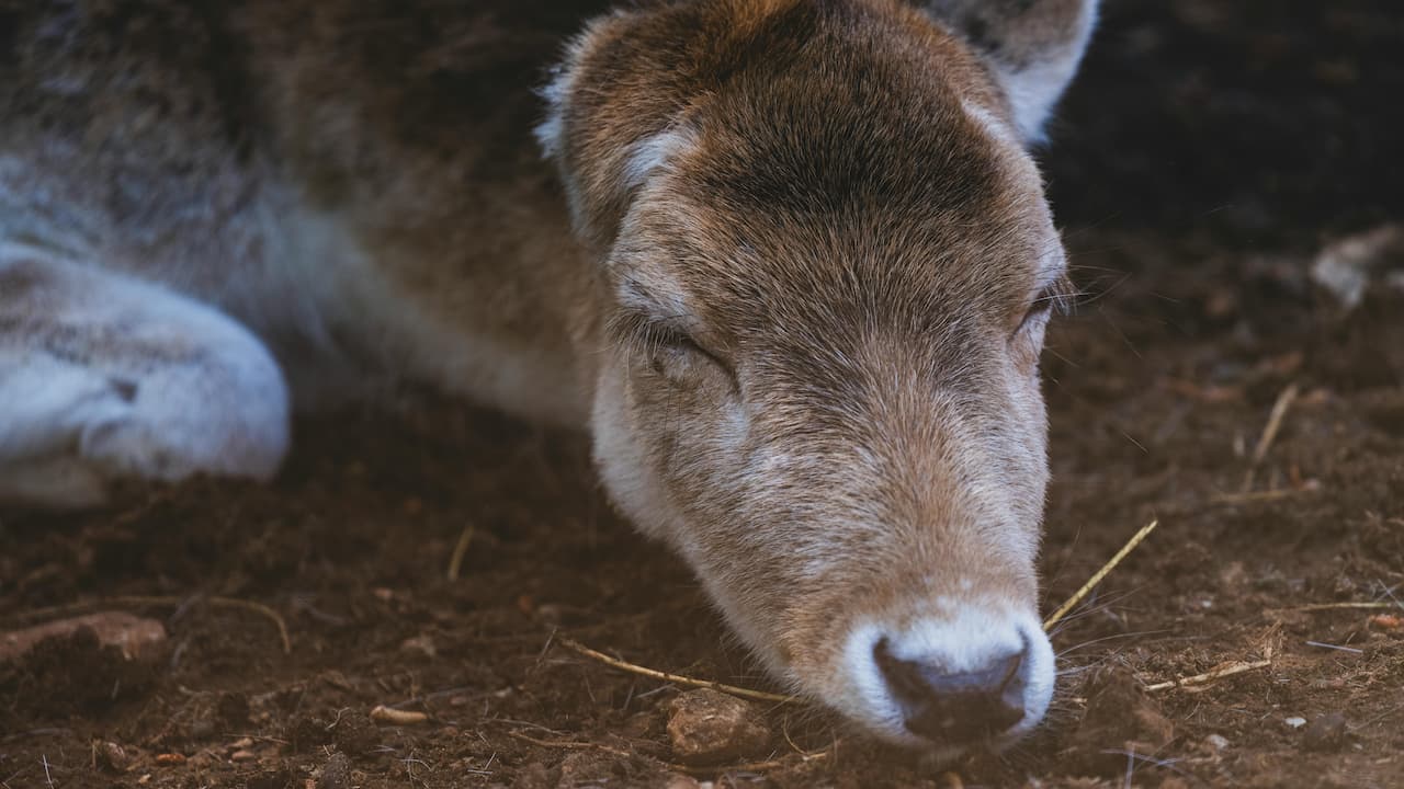 Close-up of a resting deer with closed eyes, brown and white fur, lying on soil with bits of hay, peaceful and calm expression