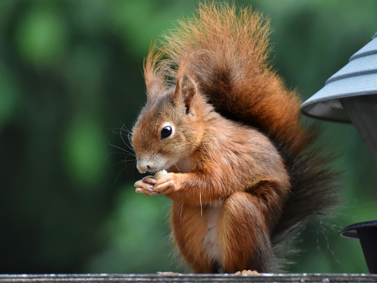 Close-up of a red squirrel eating a nut on a wooden surface with a green blurred background