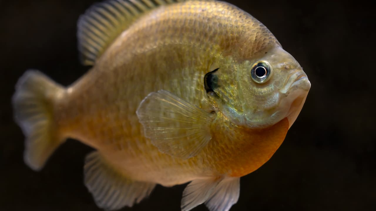 Bluegill fish against a black background