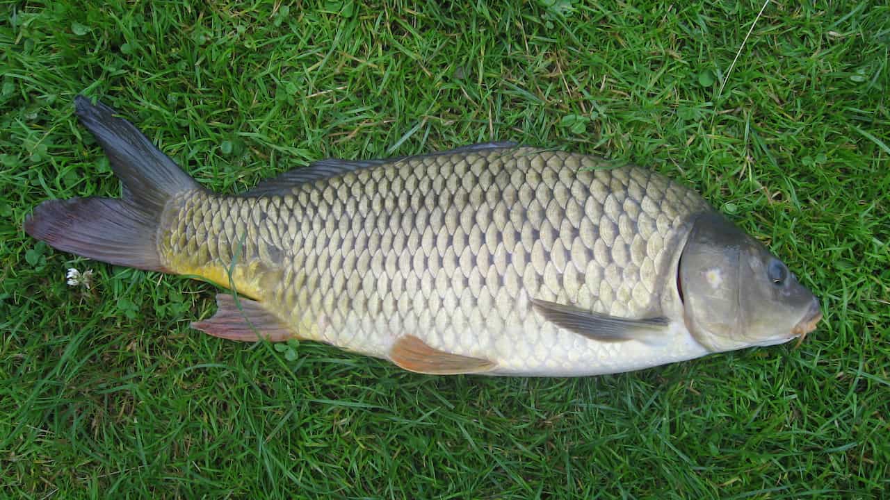 Common carp lying on green grass with large golden scales and dark fins
