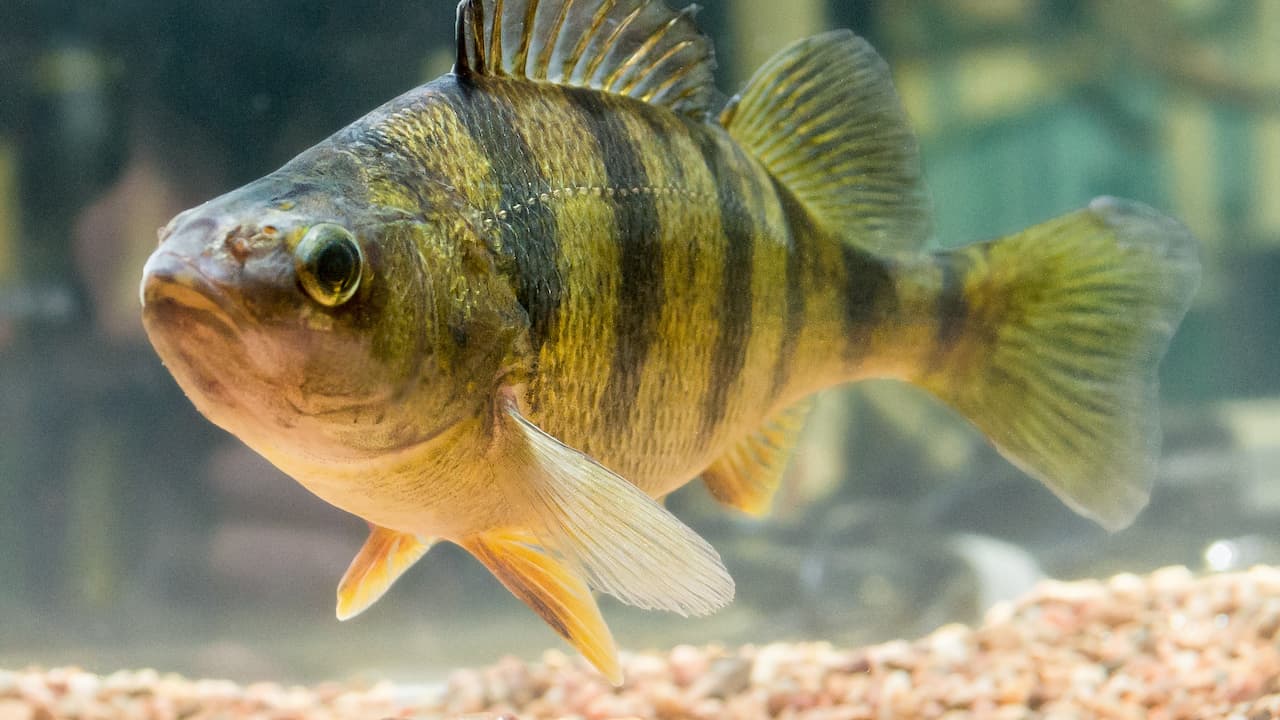 Yellow perch swimming near gravel with distinct dark vertical stripes