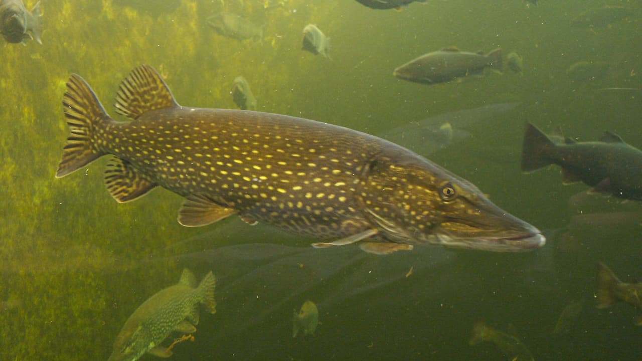 Northern pike with dark green body and yellowish spots swimming underwater