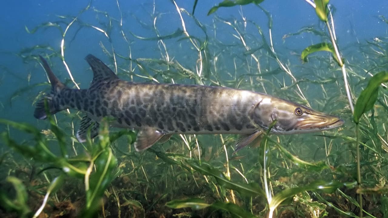 Muskellunge swimming among aquatic plants in clear freshwater