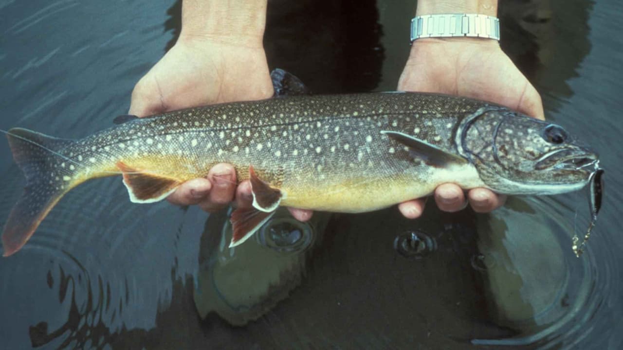 Person holding a freshly caught lake trout above the water with both hands