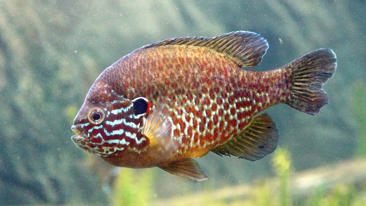 Colorful pumpkinseed sunfish underwater