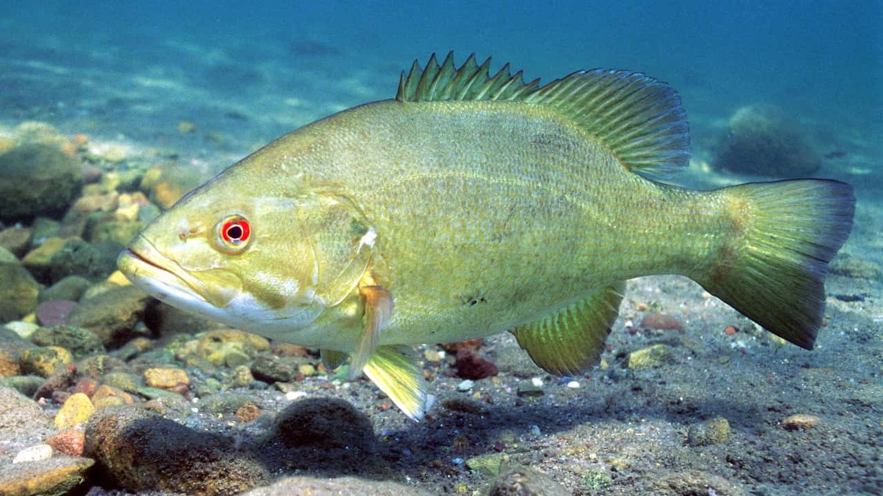 Smallmouth bass swimming near the rocky bottom of a freshwater body