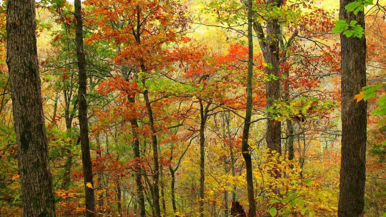 10 Scenic Trails That Are Worth the Climb