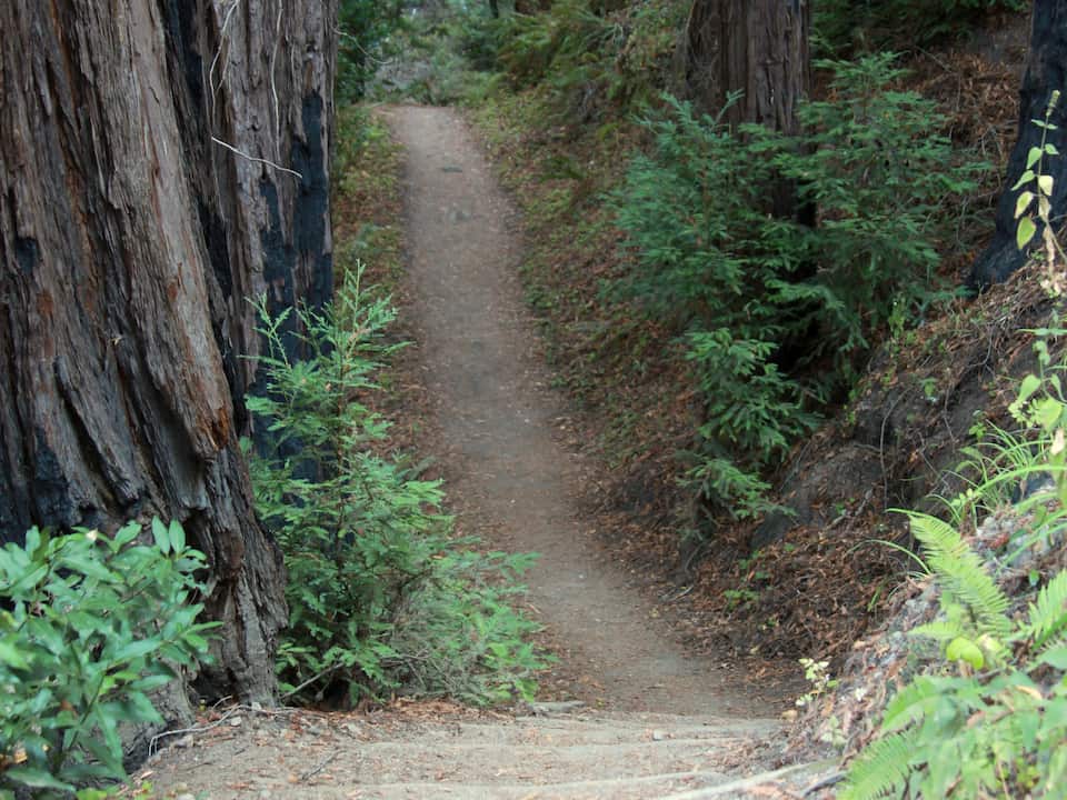 Dirt trail winding through a redwood forest with dense greenery and ferns