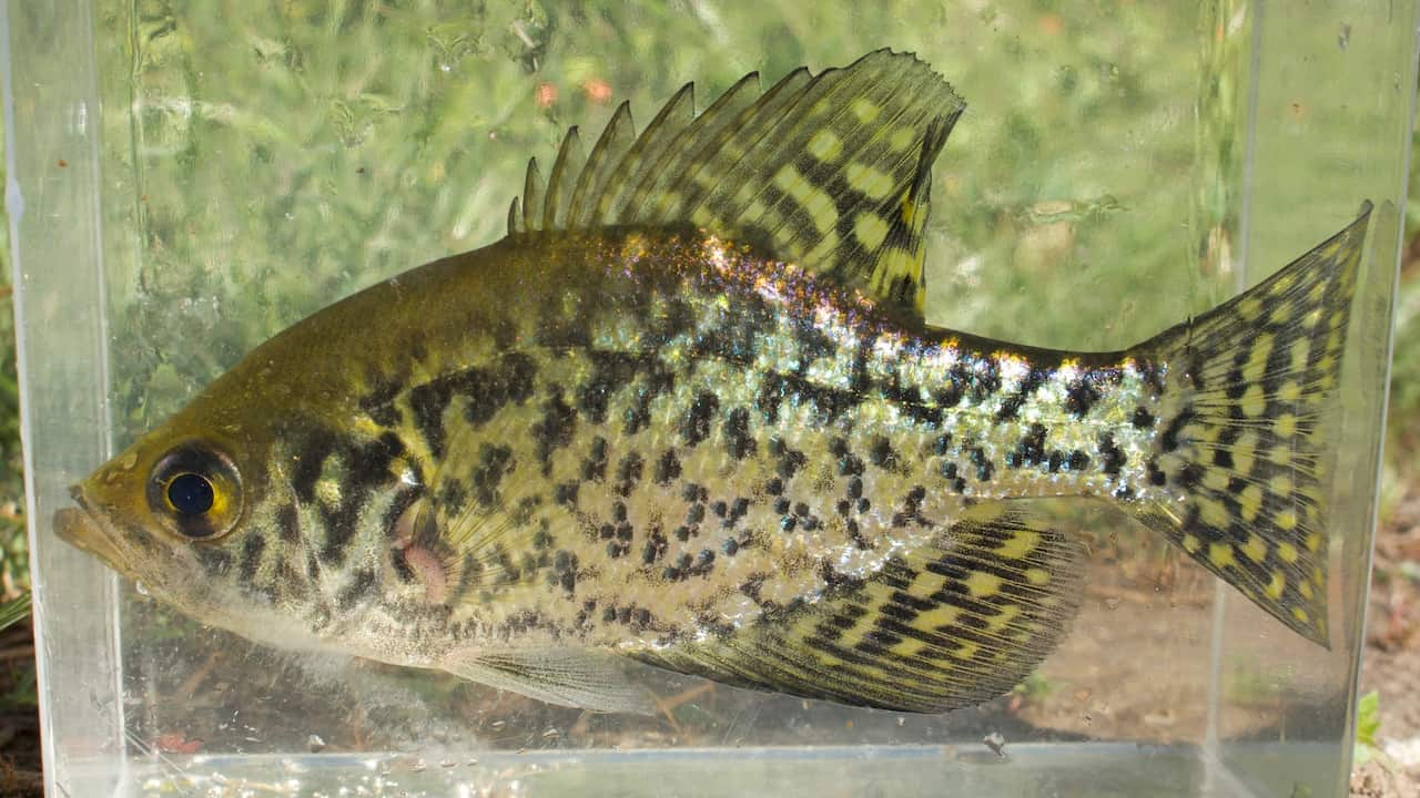 Black crappie fish with speckled pattern in a clear tank