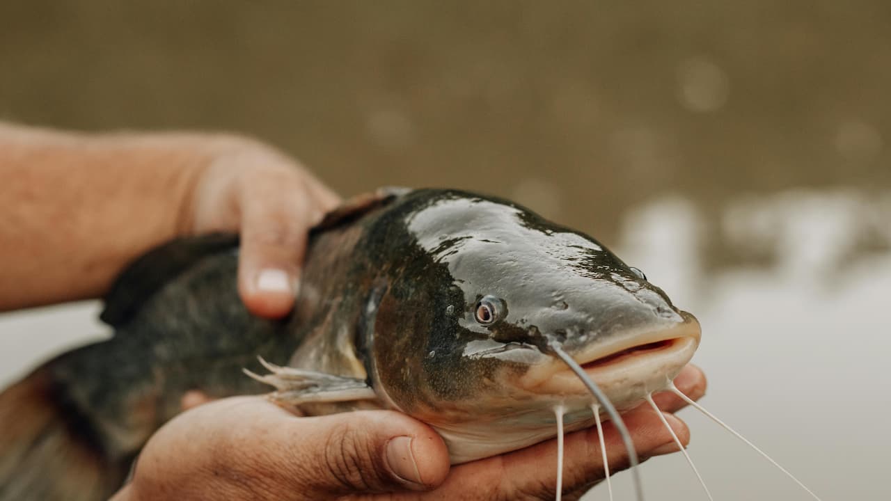 Close-up of a catfish being held by two hands above water