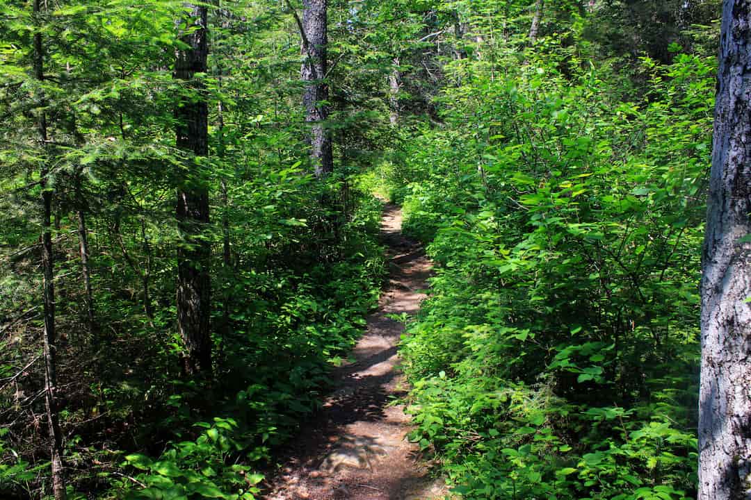 Shaded forest trail winding through dense green foliage, with a narrow dirt path slightly uneven and potentially obscured by vegetation