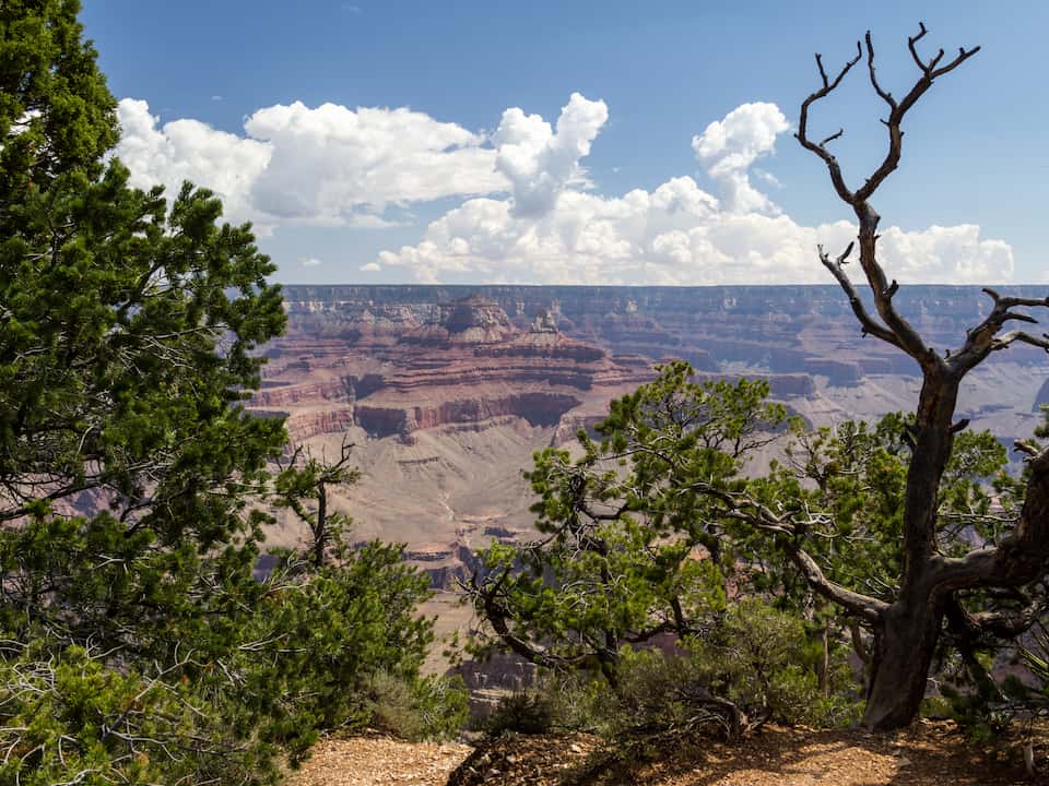View of the Grand Canyon from the South Rim, framed by pine trees and a leafless twisted tree under a partly cloudy sky