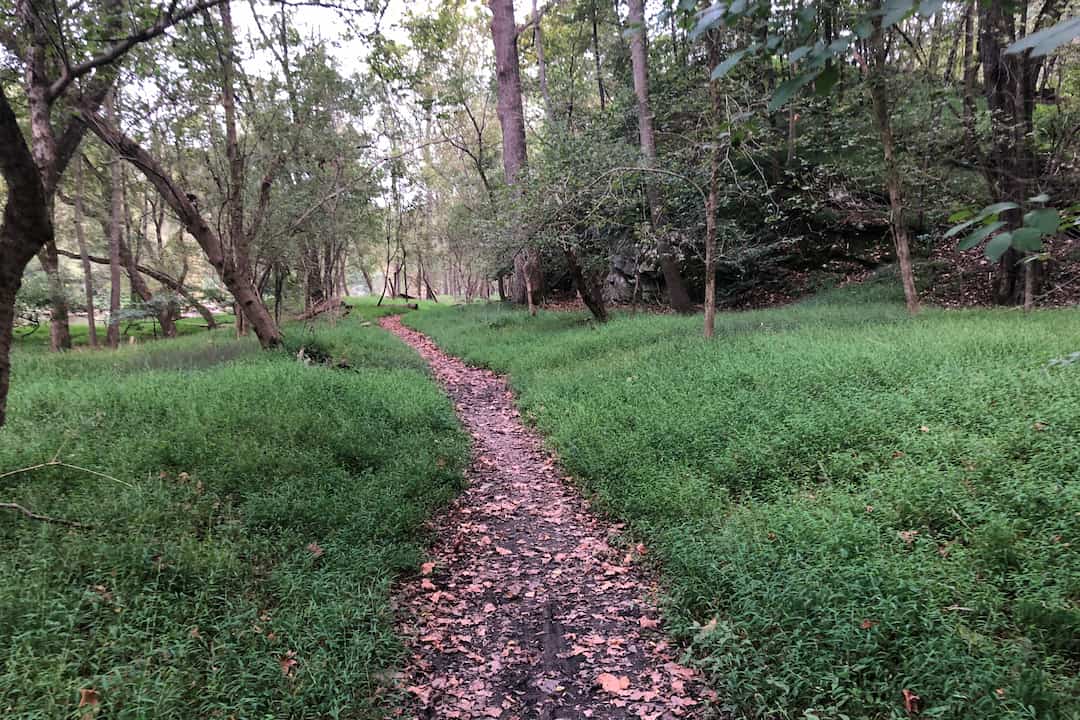 Forest trail lined with green grass, scattered with fallen leaves, and showing signs of mud along the path