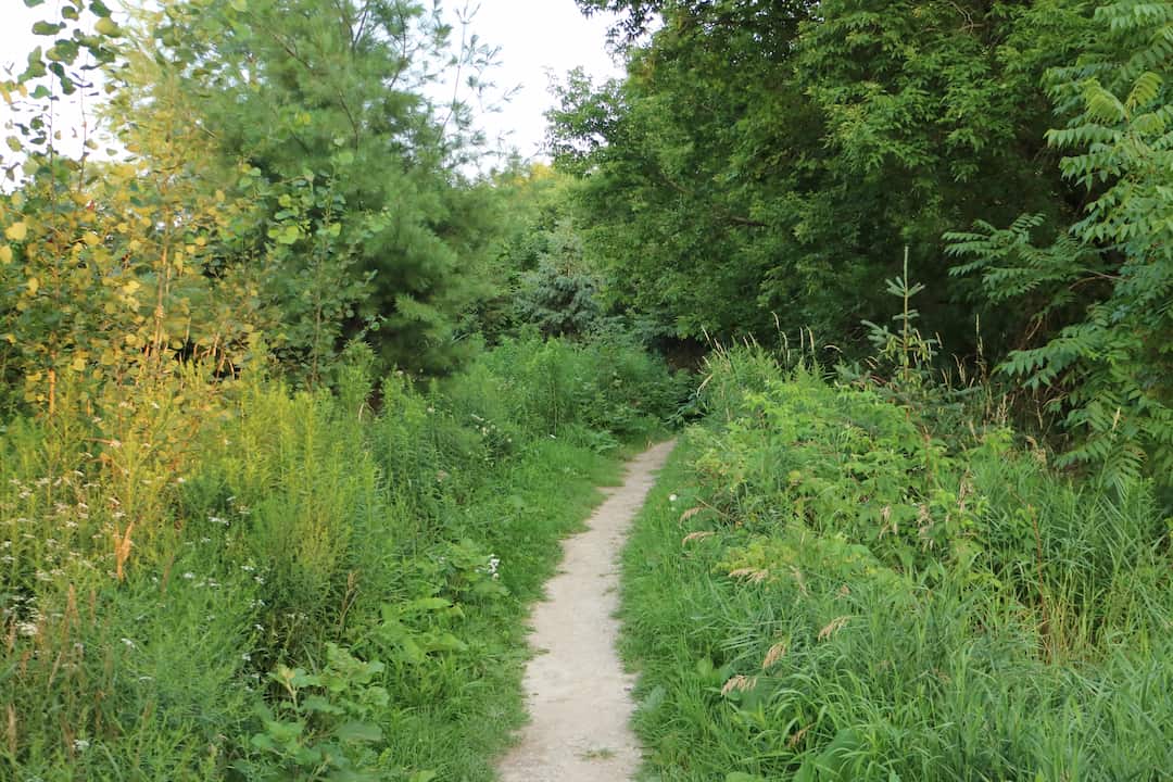 Narrow dirt trail winding through dense green foliage and tall grass, bordered by lush trees and wild vegetation