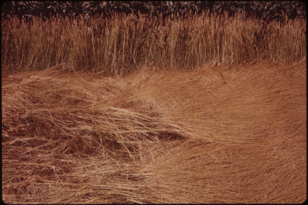 Trampled golden-brown grass in the foreground, with upright stalks of tall dry grass in the background