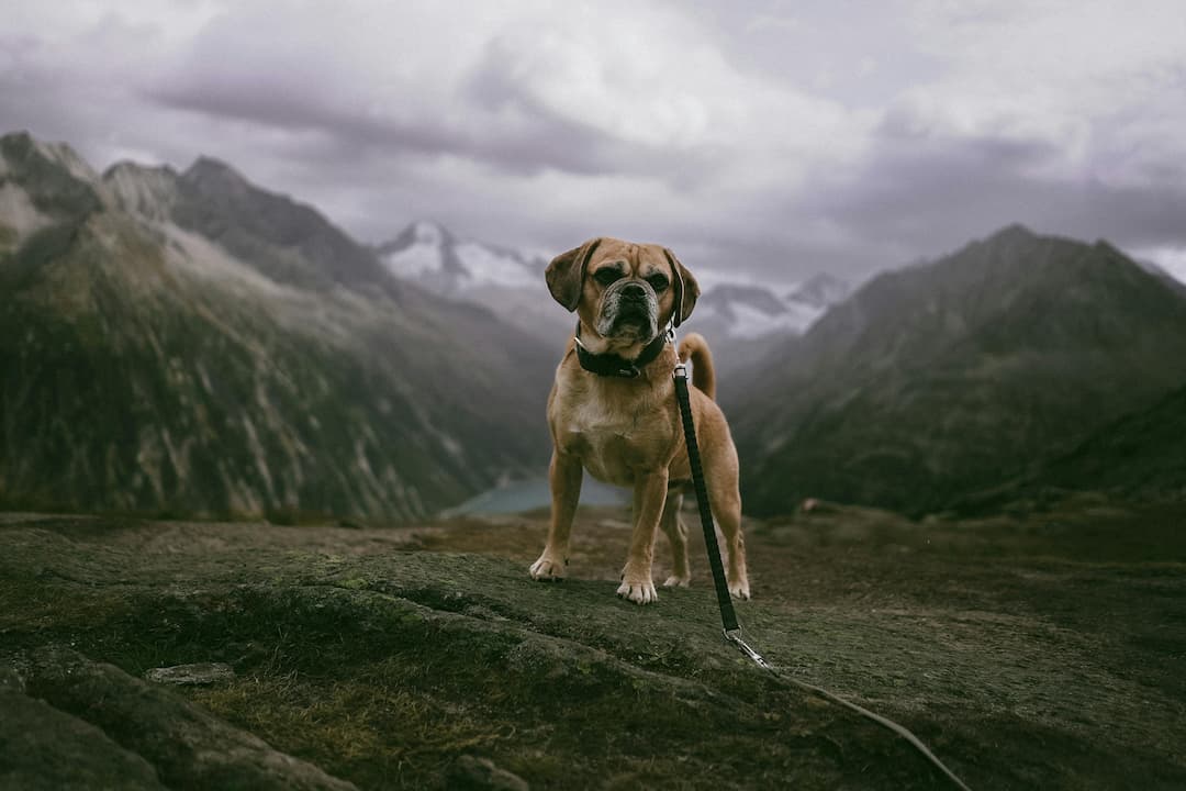 Small tan dog on a leash standing on a rocky mountain plateau, surrounded by dramatic misty peaks under a cloudy sky