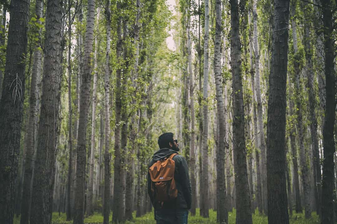 Man wearing a brown backpack and dark jacket standing in a dense forest, surrounded by tall, straight trees with light green leaves