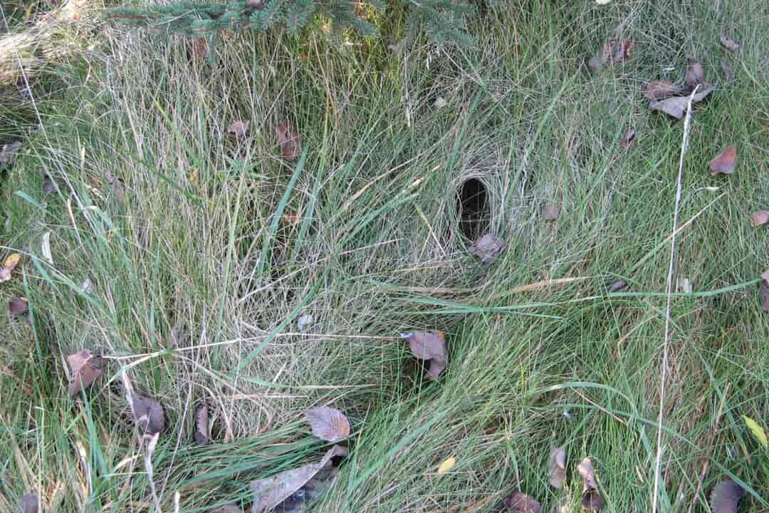 Animal burrow entrance, oval-shaped hole in tall dry grass, surrounded by fallen leaves, natural forest floor setting