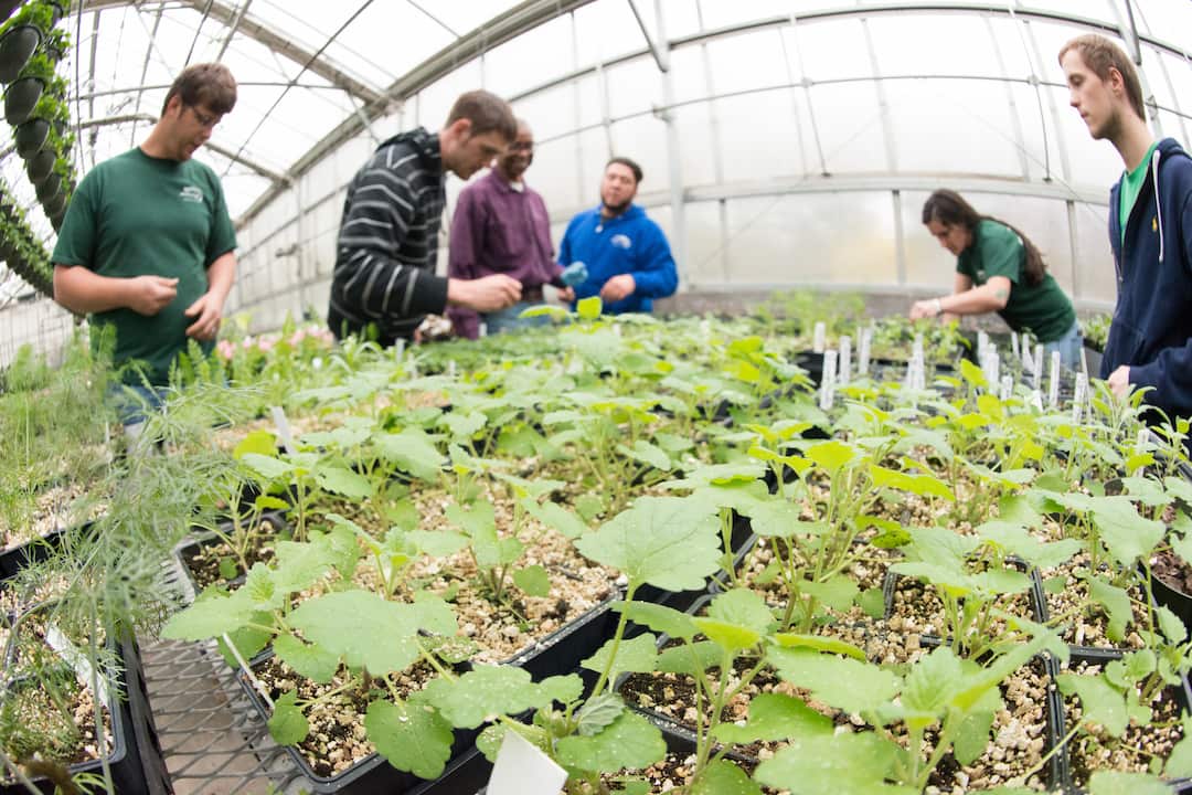  Group of people examining young plants inside a greenhouse, surrounded by trays of seedlings on a metal table under a transparent arched roof