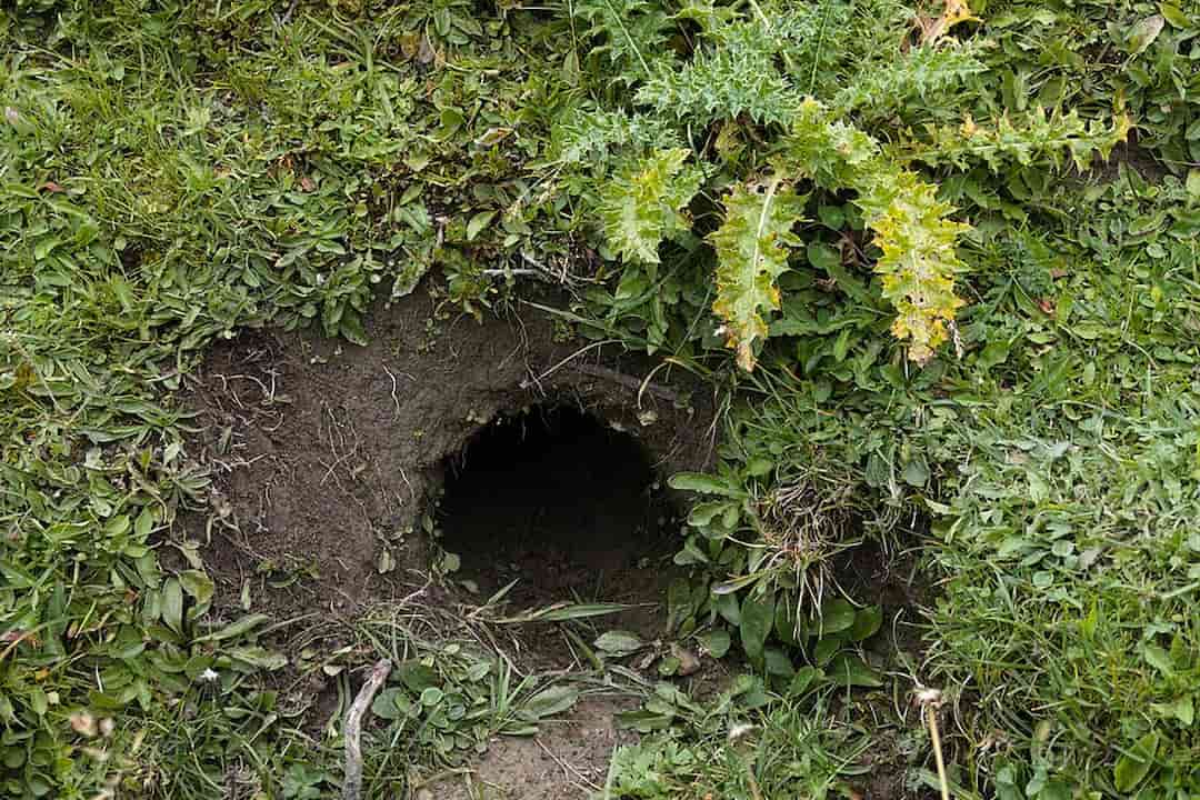 Animal burrow entrance in grassy ground, surrounded by green weeds and thistles, with dark soil visible around the hole