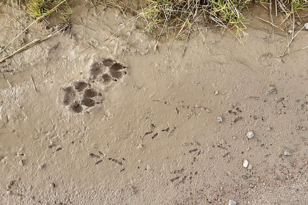 Large canine paw prints and small bird tracks in wet mud near grassy edge