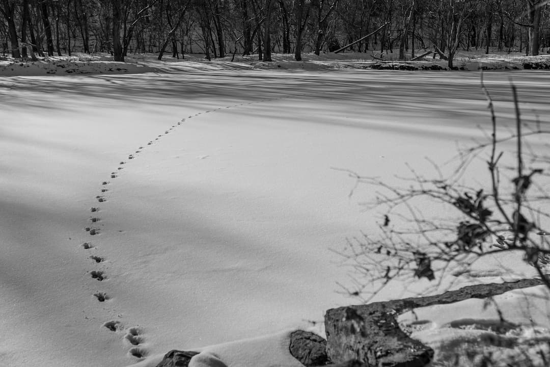 Animal tracks curving across a snow-covered frozen river, leading toward a forest of bare trees in the background, with rocks and branches in the foreground