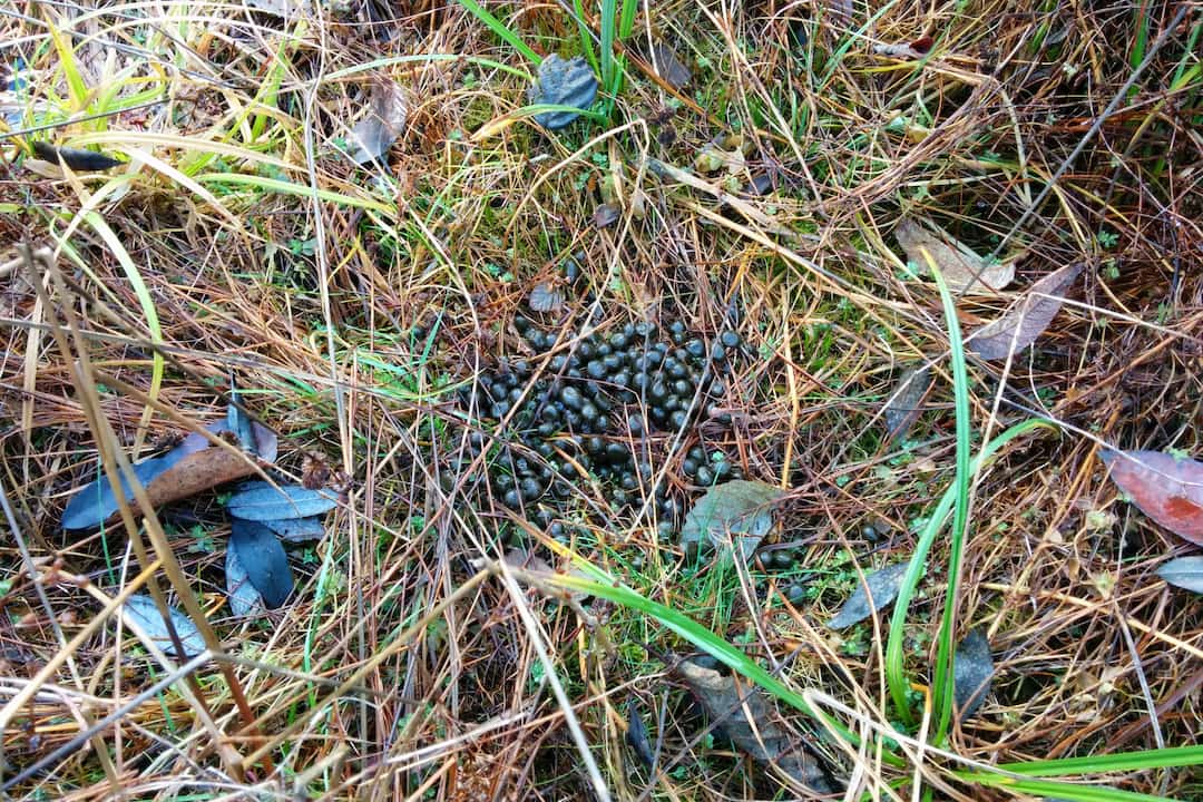 Dark round deer droppings on damp forest floor, surrounded by dry grass, green moss, and scattered leaves