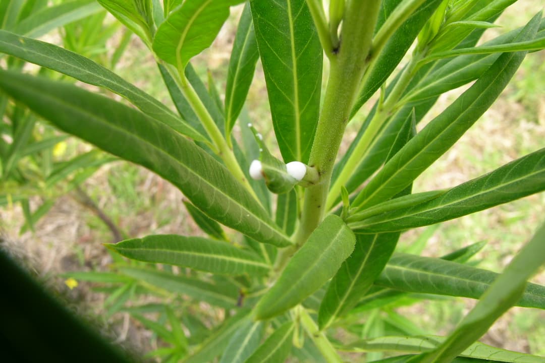 Close-up of green leaves and stem of a Gomphocarpus physocarpus plant, showing white milky sap oozing from a cut node
