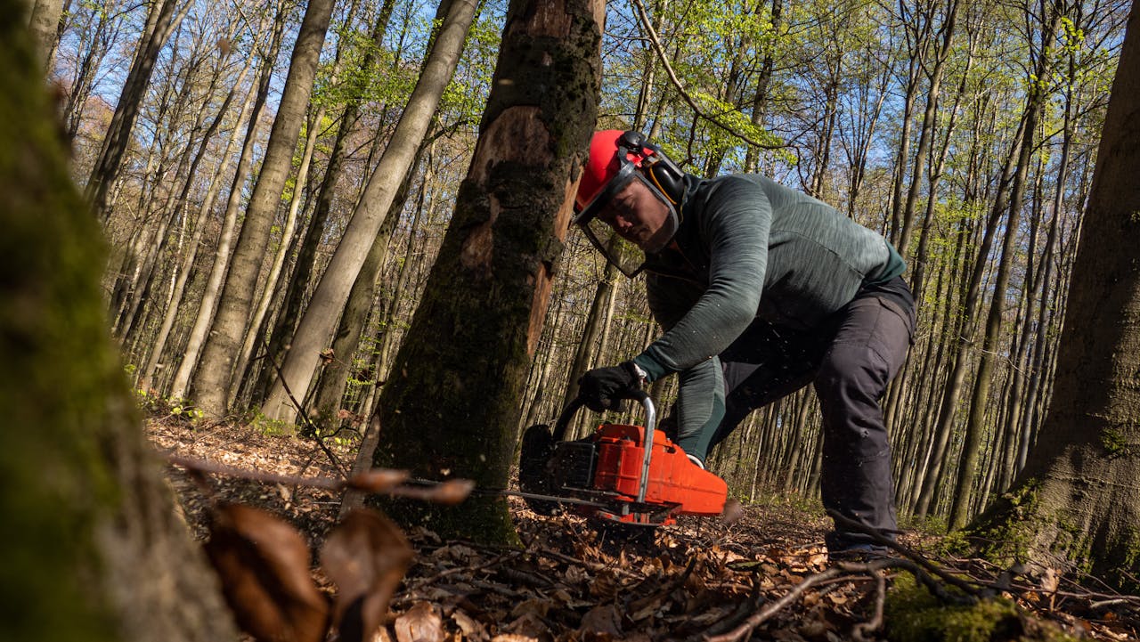 Man wearing a red logging helmet and ear protection, using a chainsaw to cut a tree in a forest