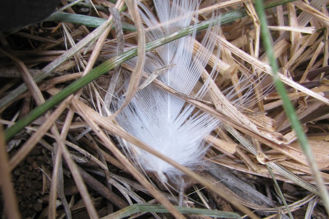 White bird feather resting on dry grass and twigs, surrounded by thin green and brown blades