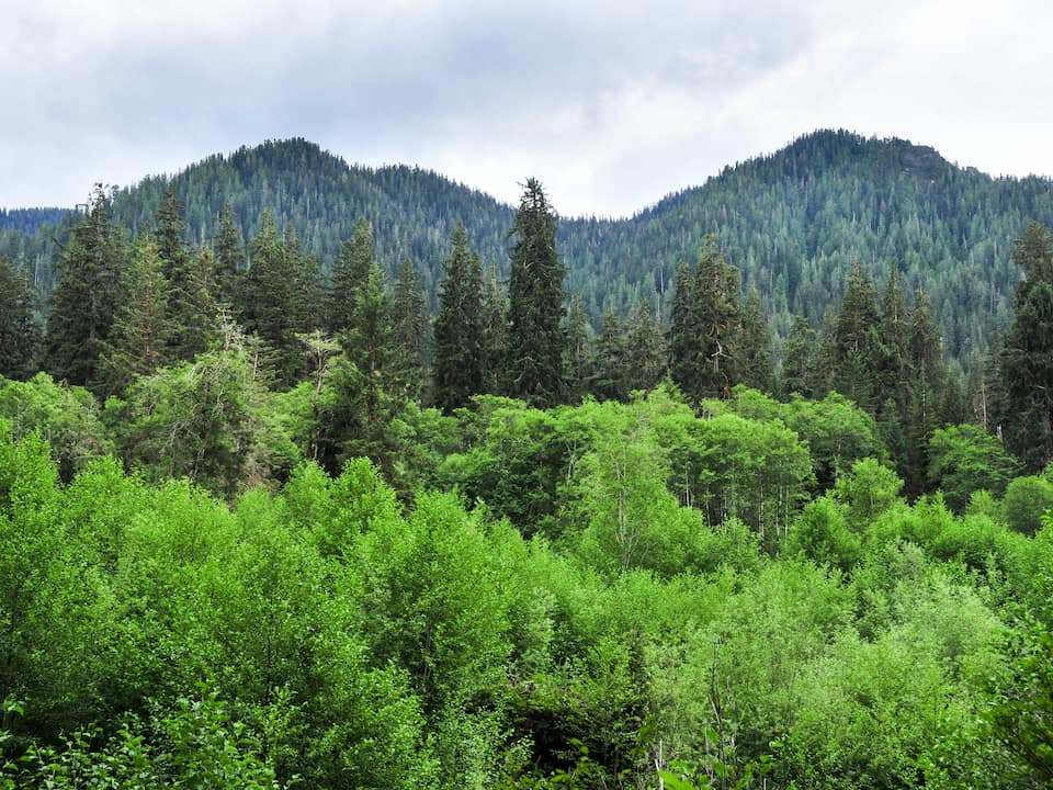 Lush green forest with dense layers of trees, including bright green shrubs in the foreground, tall conifers in the middle