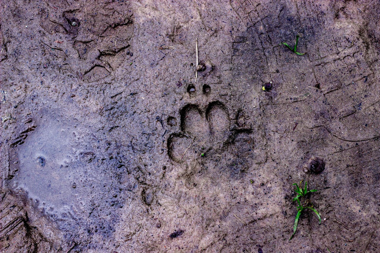 Animal paw print in wet mud surrounded by faint tracks and small green plants