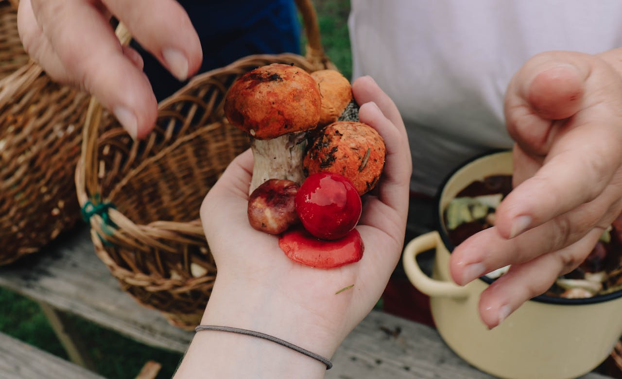 Hand holding foraged wild mushrooms and berries, surrounded by baskets and a pot of forest harvest