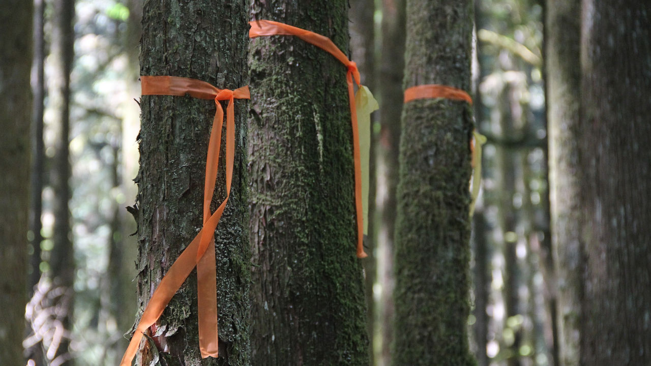 Orange flagging tape tied around trees in a forest to mark or designate specific trees or paths