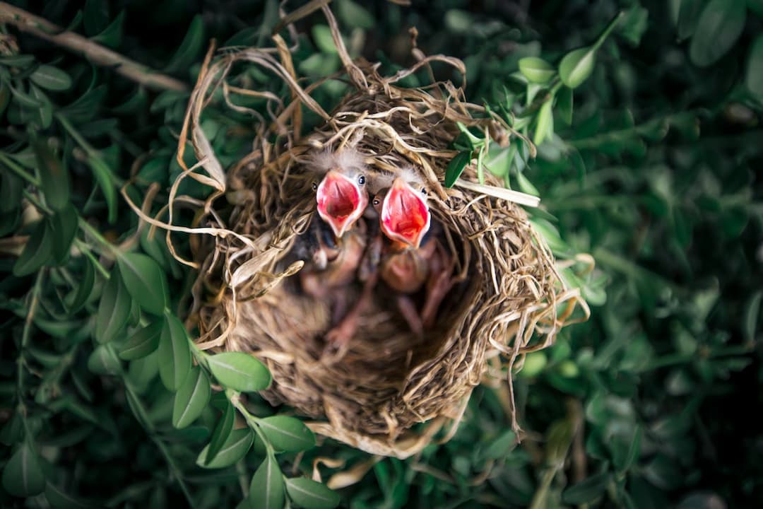 Two baby birds in a nest, beaks wide open, surrounded by green leaves, top-down view