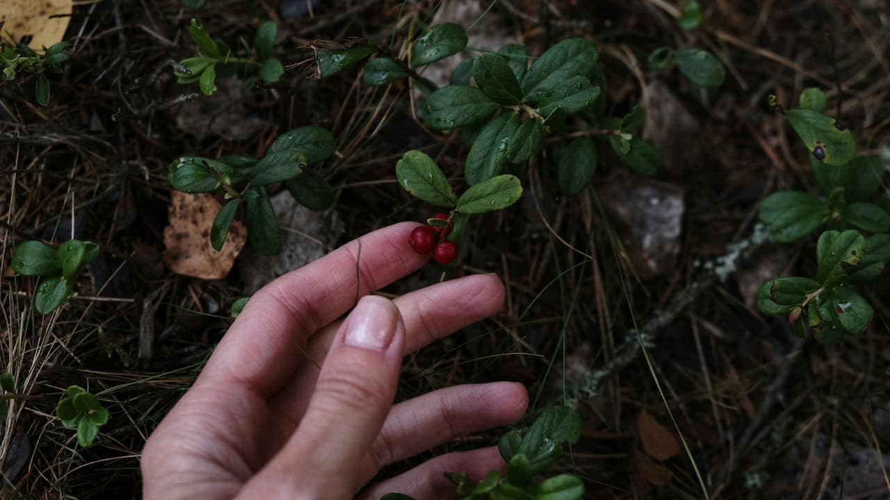  Hand gently picking red berries from a small green plant growing on the forest floor