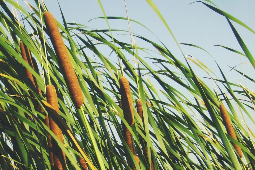 Tall green cattail plants with brown cylindrical flower spikes swaying in the wind against a clear blue sky