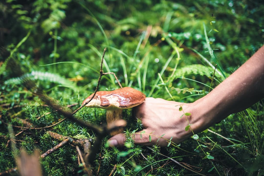  Hand reaching through moss and grass to pick a brown-capped mushroom in a forest