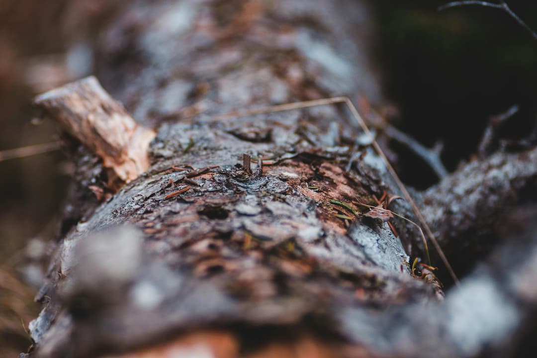 Close-up of tree bark with visible scratch marks, peeling bark, broken twigs, natural forest debris, soft focus background
