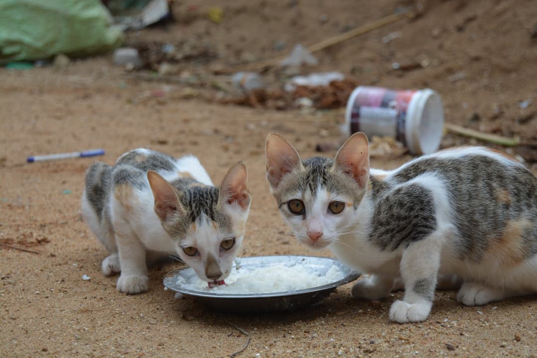 Two white and tabby kittens eating rice from a metal plate, sandy ground, scattered trash and plastic cup in the background