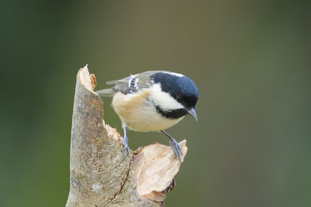 Black-capped chickadee perched on a broken tree branch, facing downward, with blurred green background