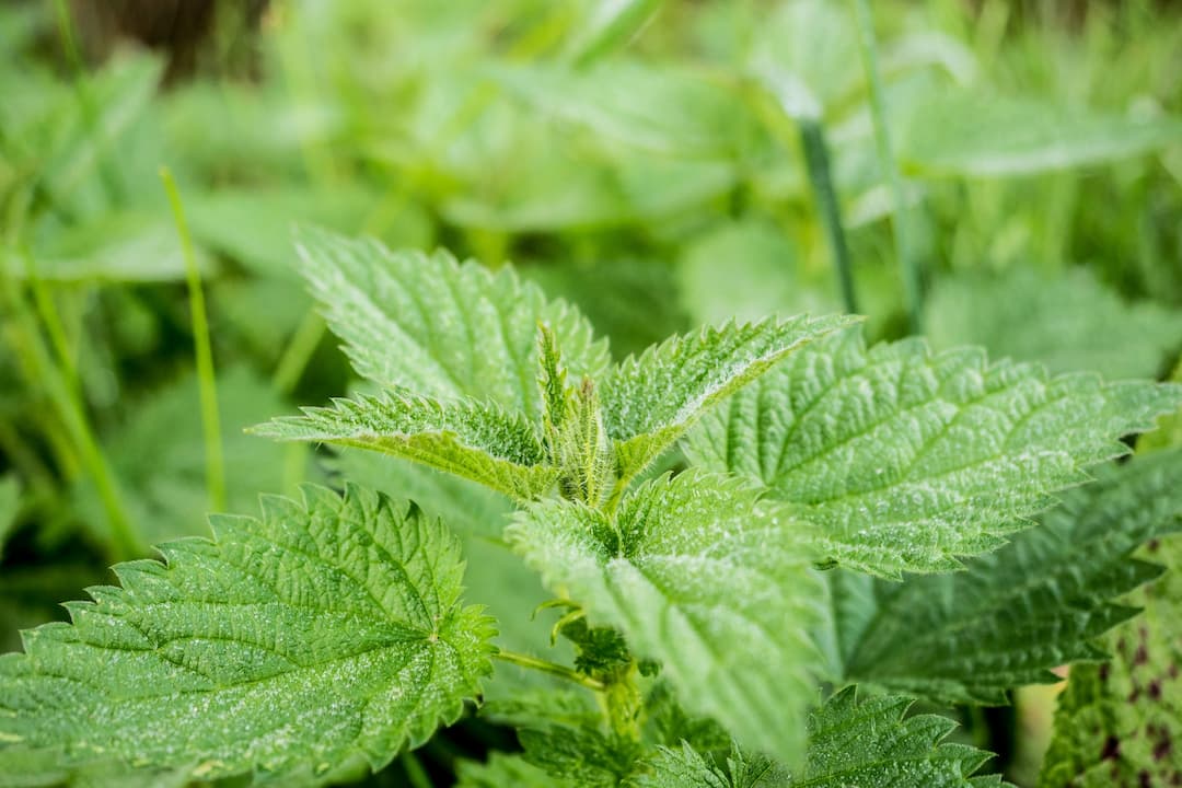 Close-up of a stinging nettle plant, showing jagged, serrated green leaves covered in fine, hair-like structures