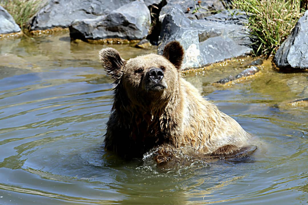 Brown bear, wet fur, standing upright in shallow water, surrounded by rocks and grassy edge, looking alert with eyes squinted, bright daylight