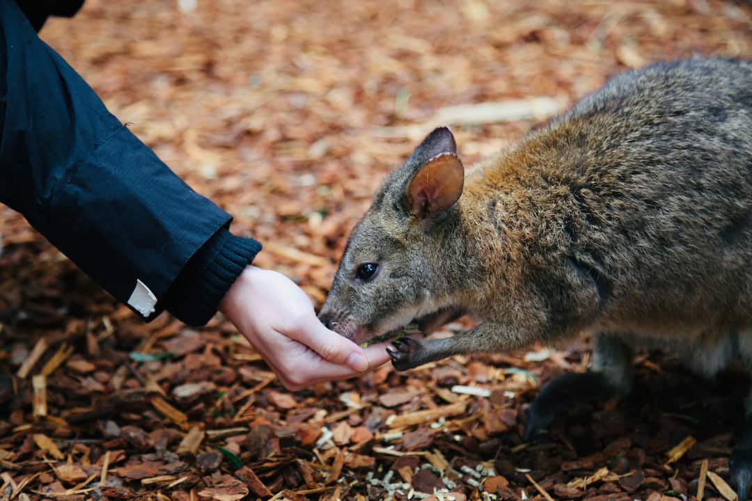 Small marsupial with brown fur eating from a person’s hand, human wearing black sleeve, standing on woodchip-covered ground