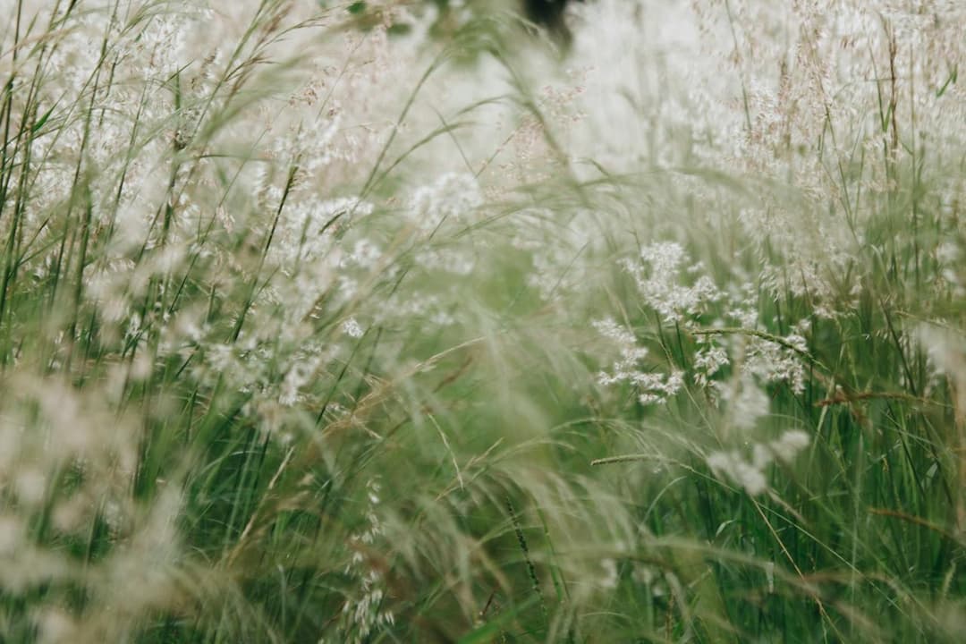 Tall green grass with delicate white wildflowers, softly blurred in foreground and background
