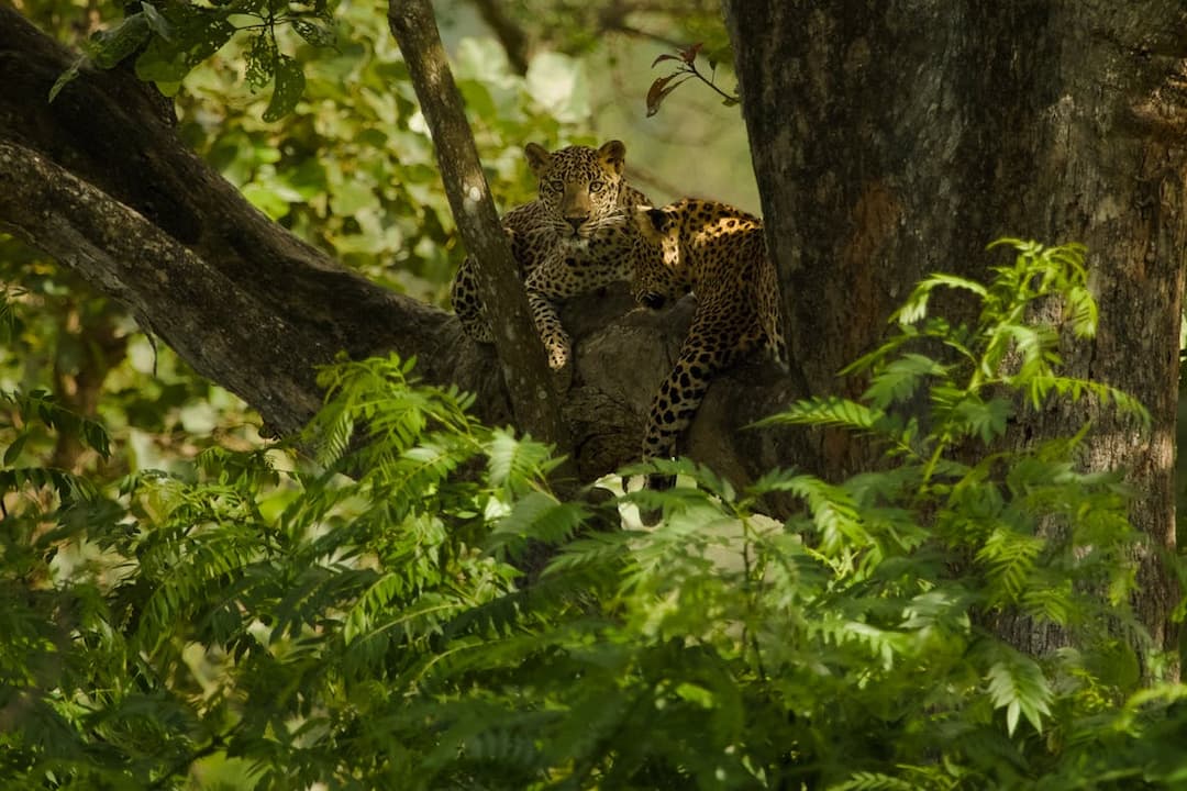 Two leopards resting on a tree branch, surrounded by dense green foliage in a forested area