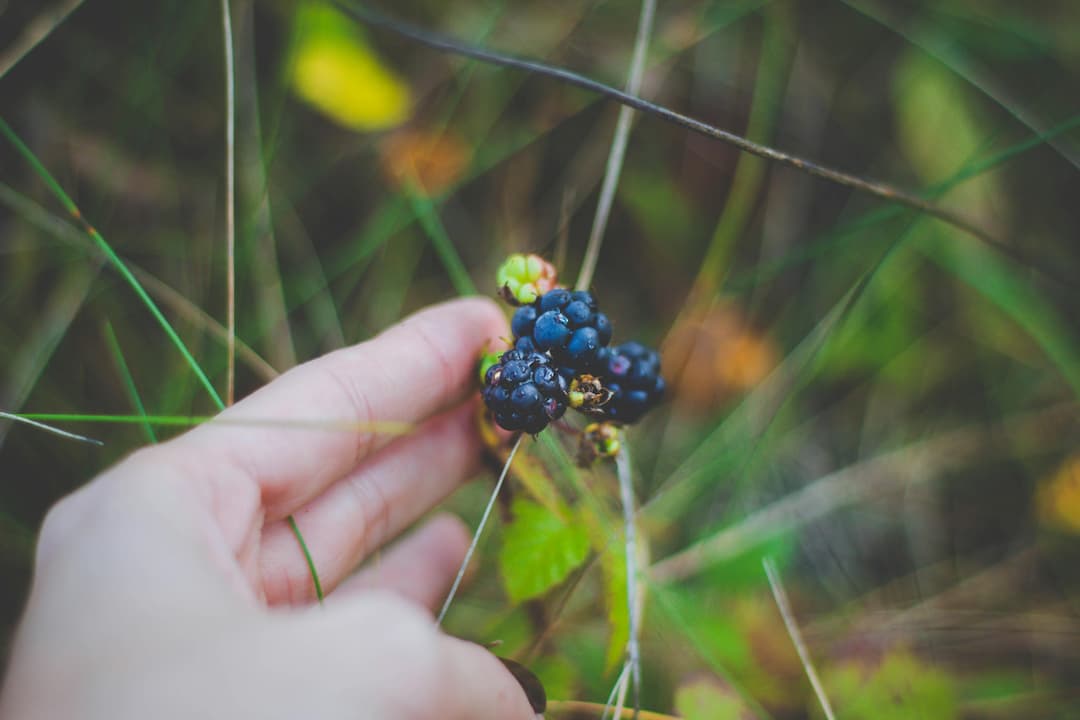 Hand picking ripe blackberries from a wild plant among tall grass