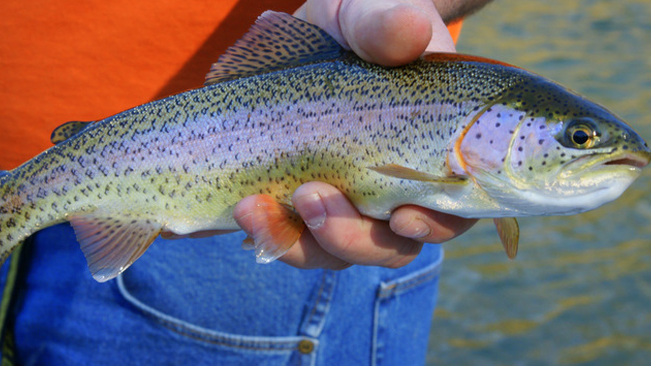 Rainbow trout being held horizontally by a person in an orange shirt and blue jeans